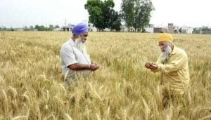 ਖੇਤੀ