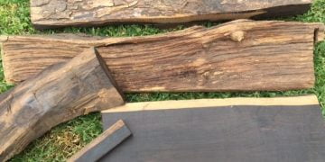 ਮਹਿੰਗੀ ਲੱਕੜ