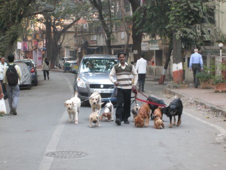 'dog Walking .dog Walker Mr Suresh.gore In Mumbai.