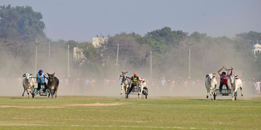 Bullock cart race at Kila Raipur Rural Olympics 2026