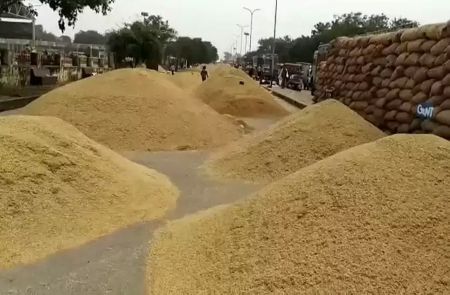 Heaps of paddy stacked at a grain mandi